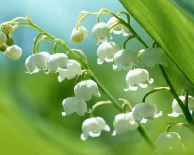 聆听安静地银铃花的花语：《Le temps du muguet （铃兰）》