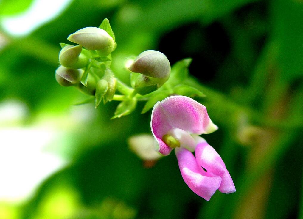 满天花海，思念成昼:《花昼》花昼