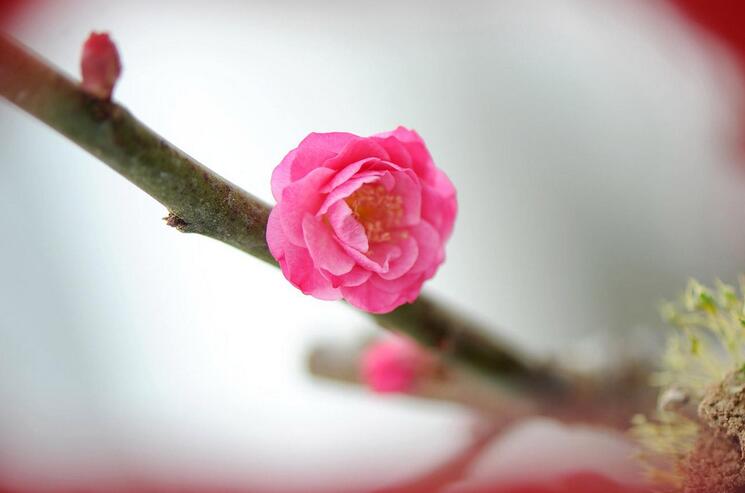 绽放 ~Blooming~