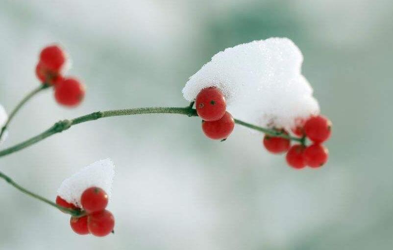 多年以后：《十二月，初雪诉 》